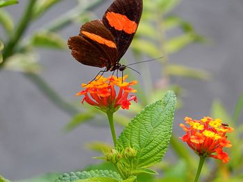 Close-up of butterfly on orange flower blooming outdoors