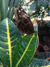 Close-up of butterfly on leaf