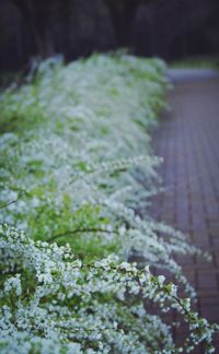 Close up of white flowers