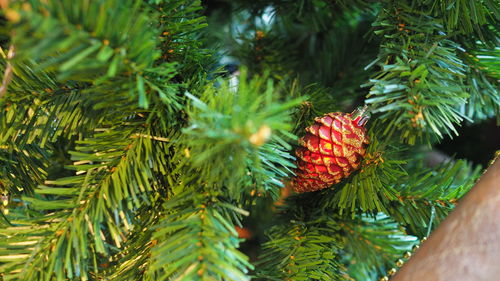 Close-up of pine cones on tree