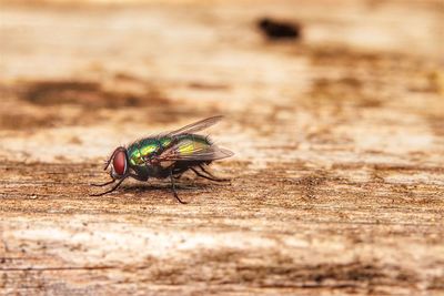 Close-up of green fly on table