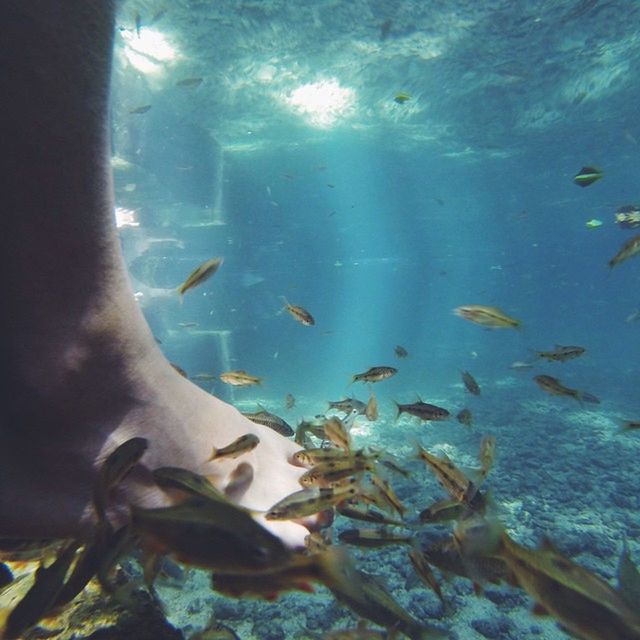 animal themes, animals in the wild, wildlife, water, indoors, transparent, glass - material, fish, underwater, window, swimming, sea life, bird, full frame, blue, medium group of animals, school of fish, nature, flying