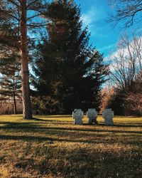 Trees on field