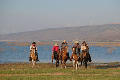 Horses in a field