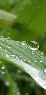 Close-up of water drops on plant