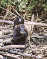 Monkey sitting on field in a forest