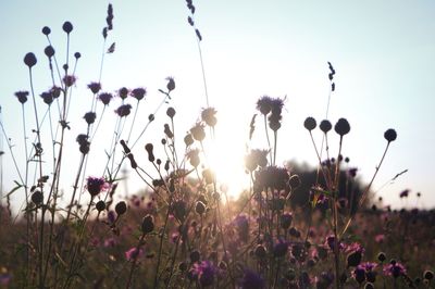 Flowers blooming in field