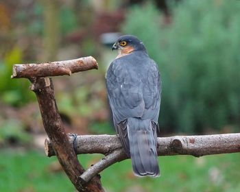 Close-up of bird perching on branch