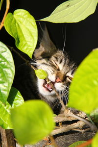 Close-up of cat on leaf