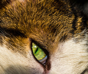 Close-up portrait of a cat