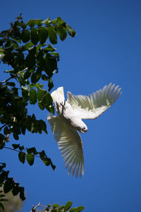 Low angle view of white bird flying against clear blue sky