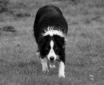 Portrait of border collie on grassy field