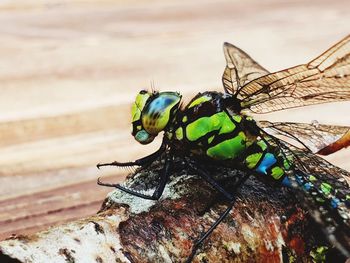 Close-up of dragonfly on wood