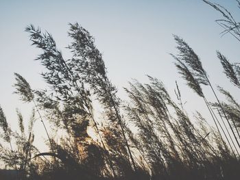 Low angle view of silhouette trees against sky