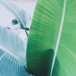 Close-up of banana leaf