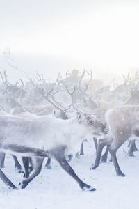 Herd of reindeer in snow