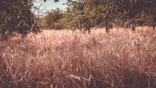 Plants growing on field in forest