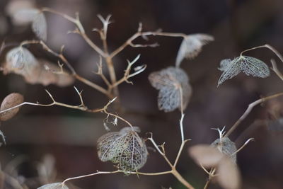 Close-up of dried plant