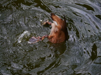 High angle view of horse swimming in lake