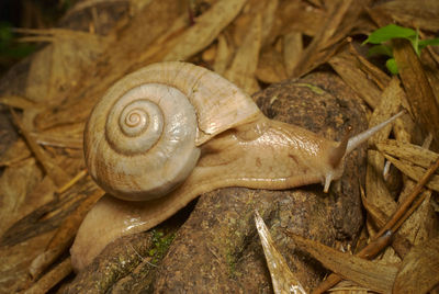 Close-up of snail on tree