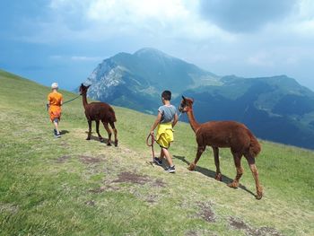 Boys with llamas walking on mountain