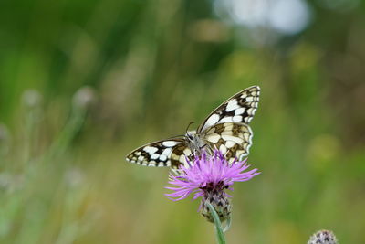 Close-up of butterfly pollinating on purple flower