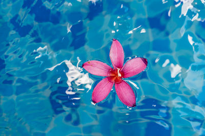 Close-up of pink lotus water lily in swimming pool