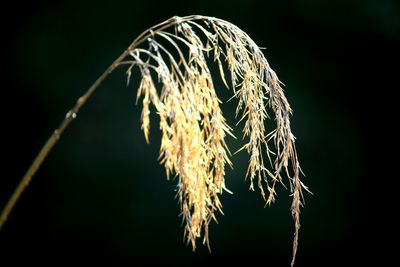 Close-up of tree at night
