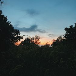 Silhouette trees on field against sky at sunset