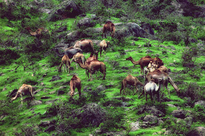 Herd of sheep in a field