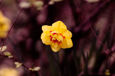 Close-up of yellow flowering plant