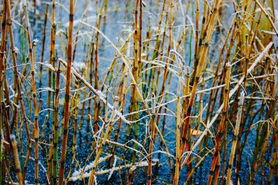 Close-up of grass