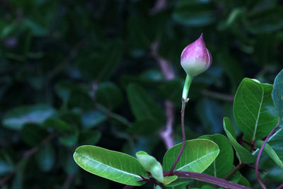 Close-up of purple flowering plant