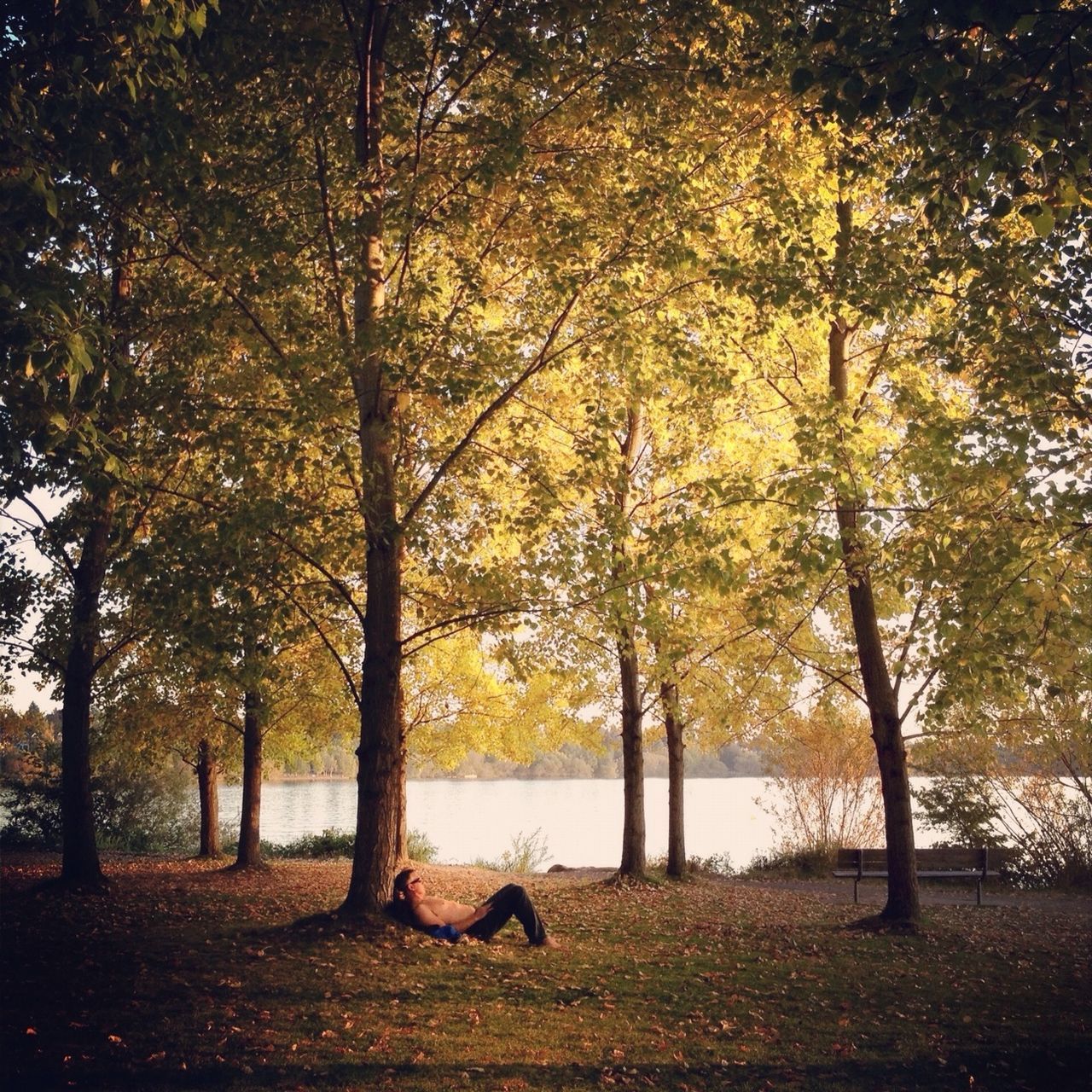 tree, tranquility, autumn, tree trunk, tranquil scene, nature, beauty in nature, change, scenics, growth, park - man made space, water, grass, branch, landscape, season, field, idyllic, park, bench