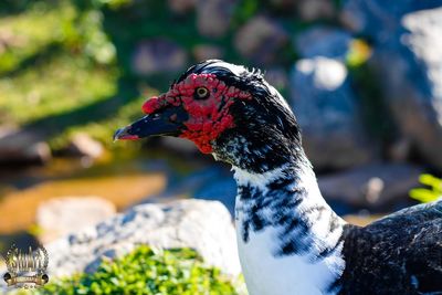 Close-up of a bird