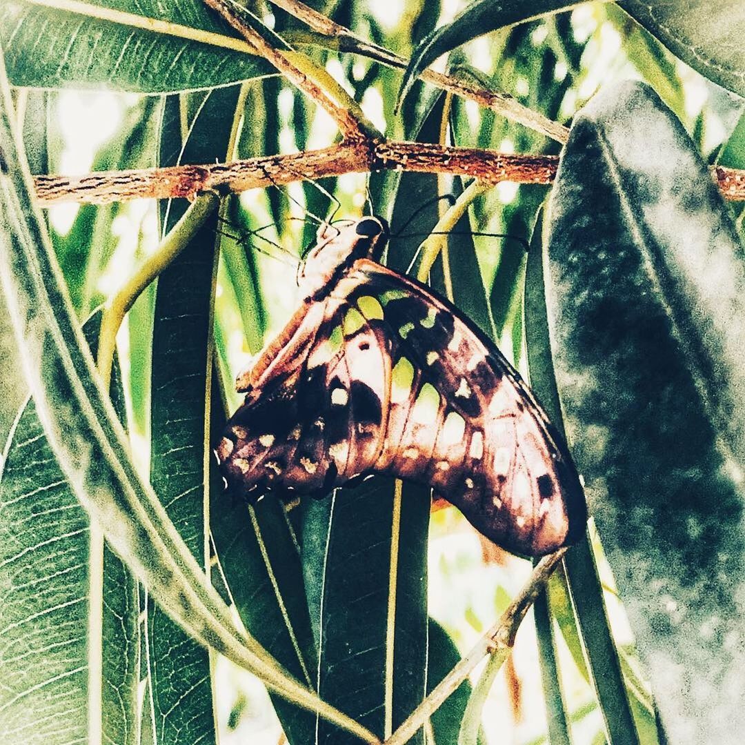 CLOSE-UP OF GRASSHOPPER ON PLANT