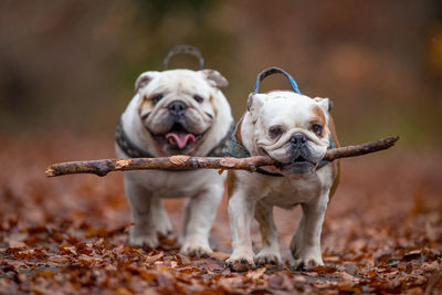 Isolated english bulldogs playing with a stick in the forest during fall