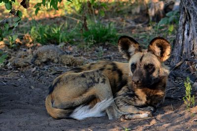 Close-up of hyena sitting on dirt road