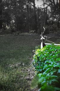 Trees in forest