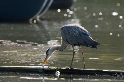 Bird perching on a lake