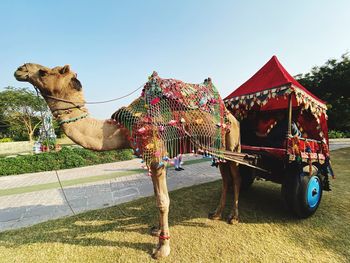 Camel cart india