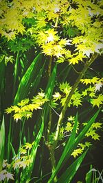 Close-up of yellow flowering plants on field