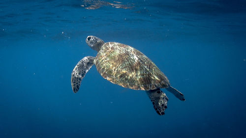 Swimming green sea turtle at pagkilatan