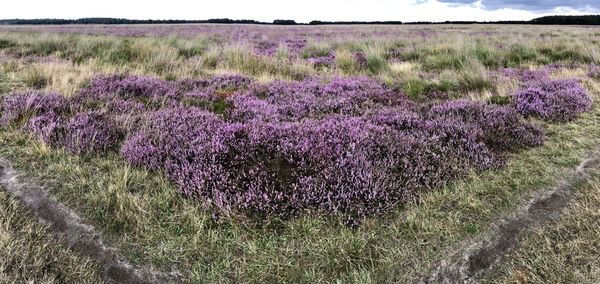 Purple flowering plants on field