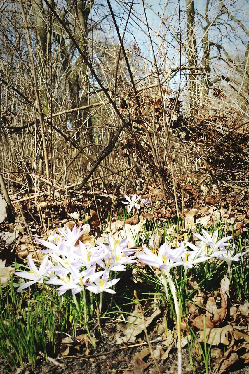 flower, growth, fragility, plant, white color, blooming, petal, freshness, nature, beauty in nature, field, flower head, in bloom, tree, stem, blossom, day, grass, growing, no people