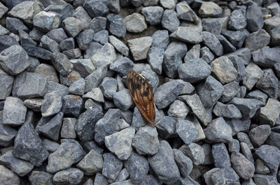 Butterfly wing on rocks.