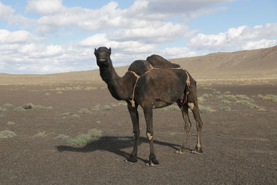 camel