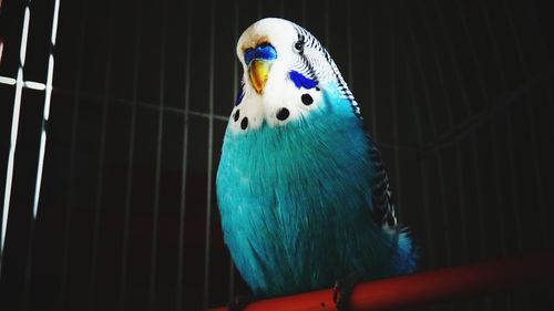 Close-up of parrot in cage