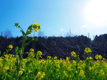 Scenic view of oilseed rape field against sky