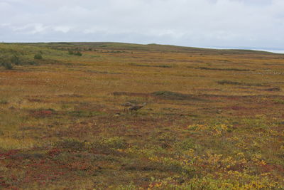 View of a field